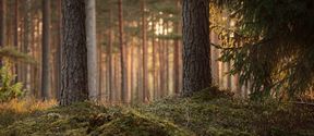 finnish forest