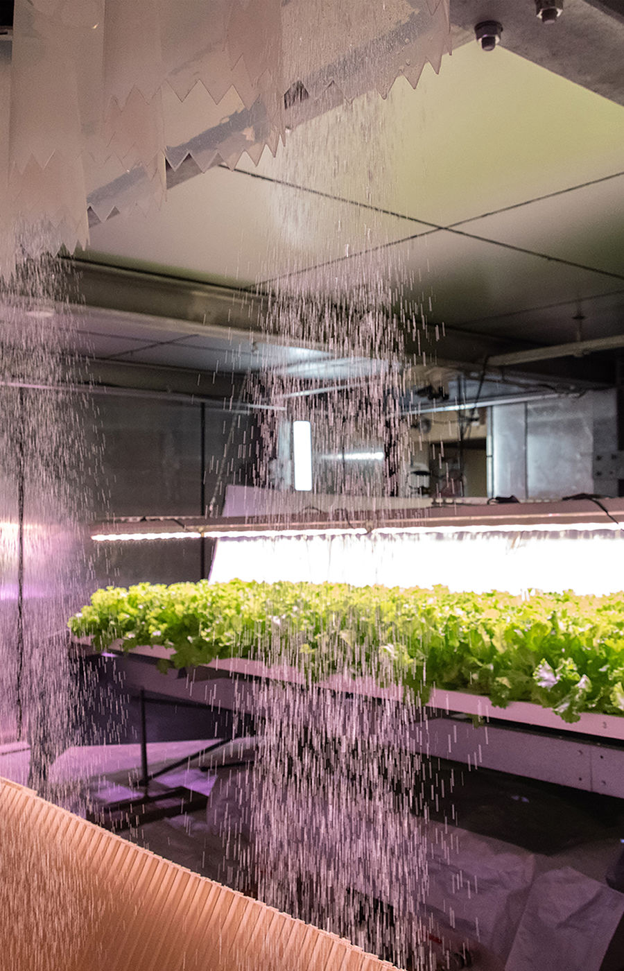 Photo from inside of the vertical farming house.