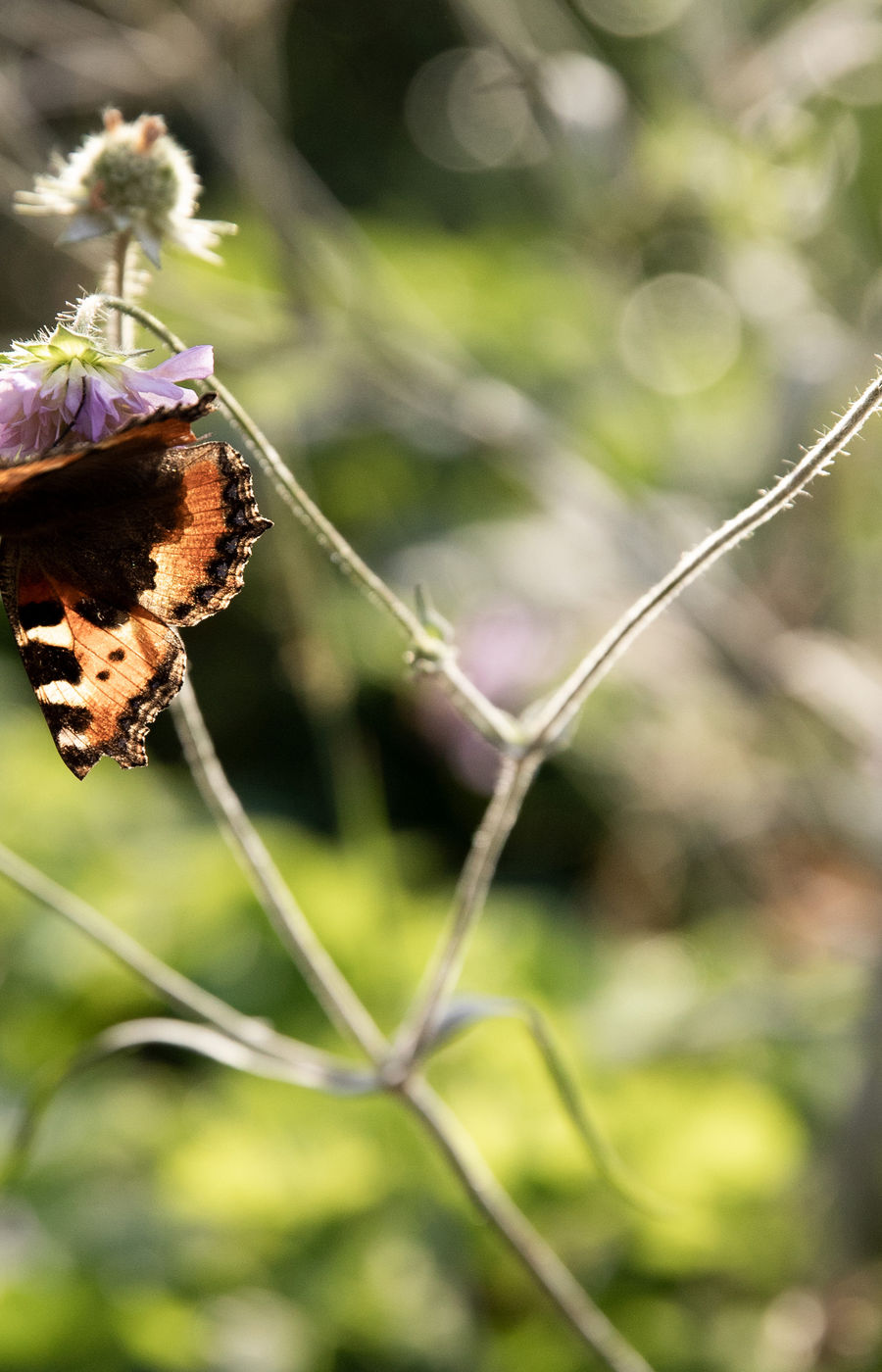Butterfly sitting on a flower.