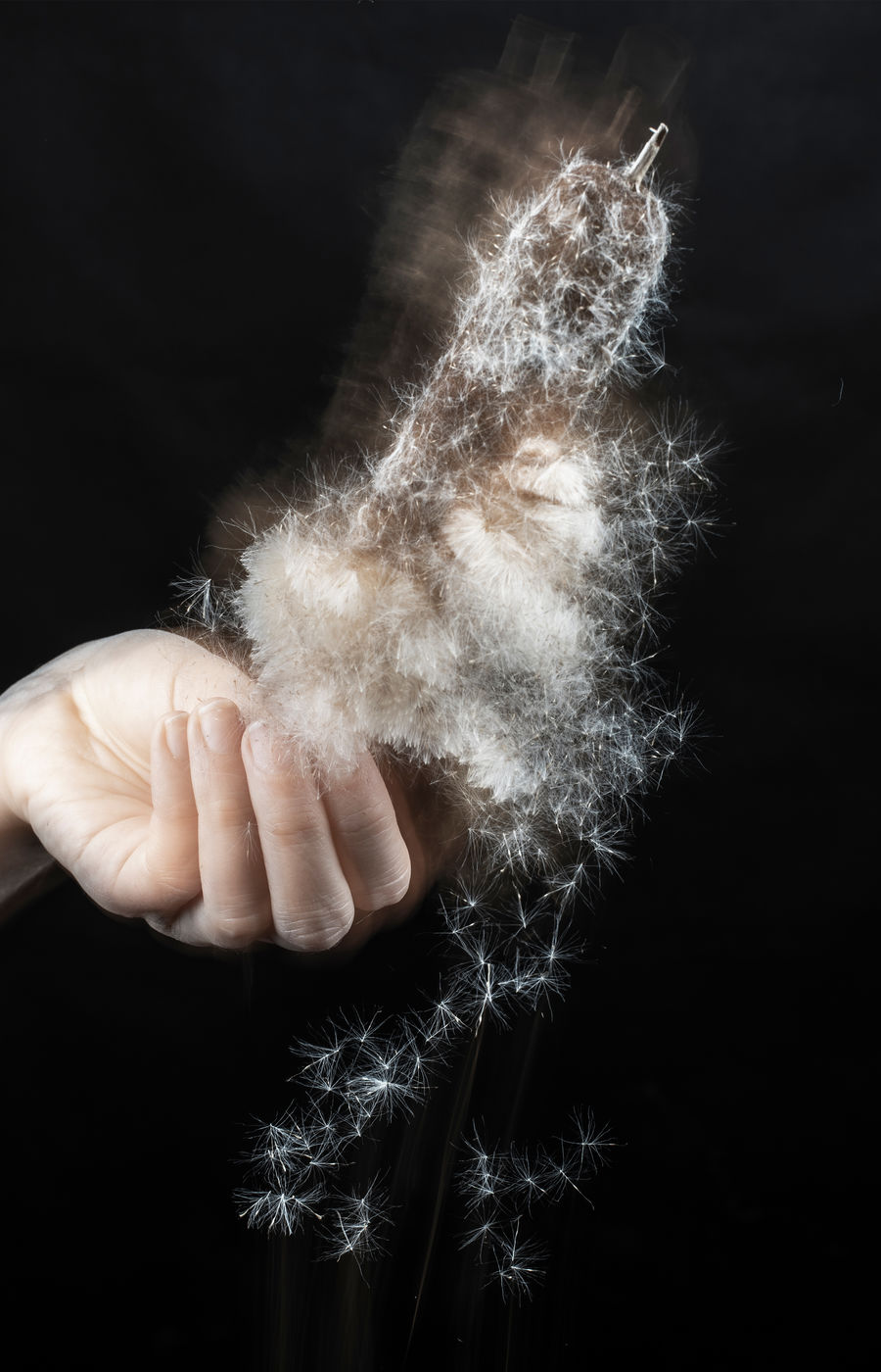 Fluffy cattail plant in someone's hand on a black bacgkround.