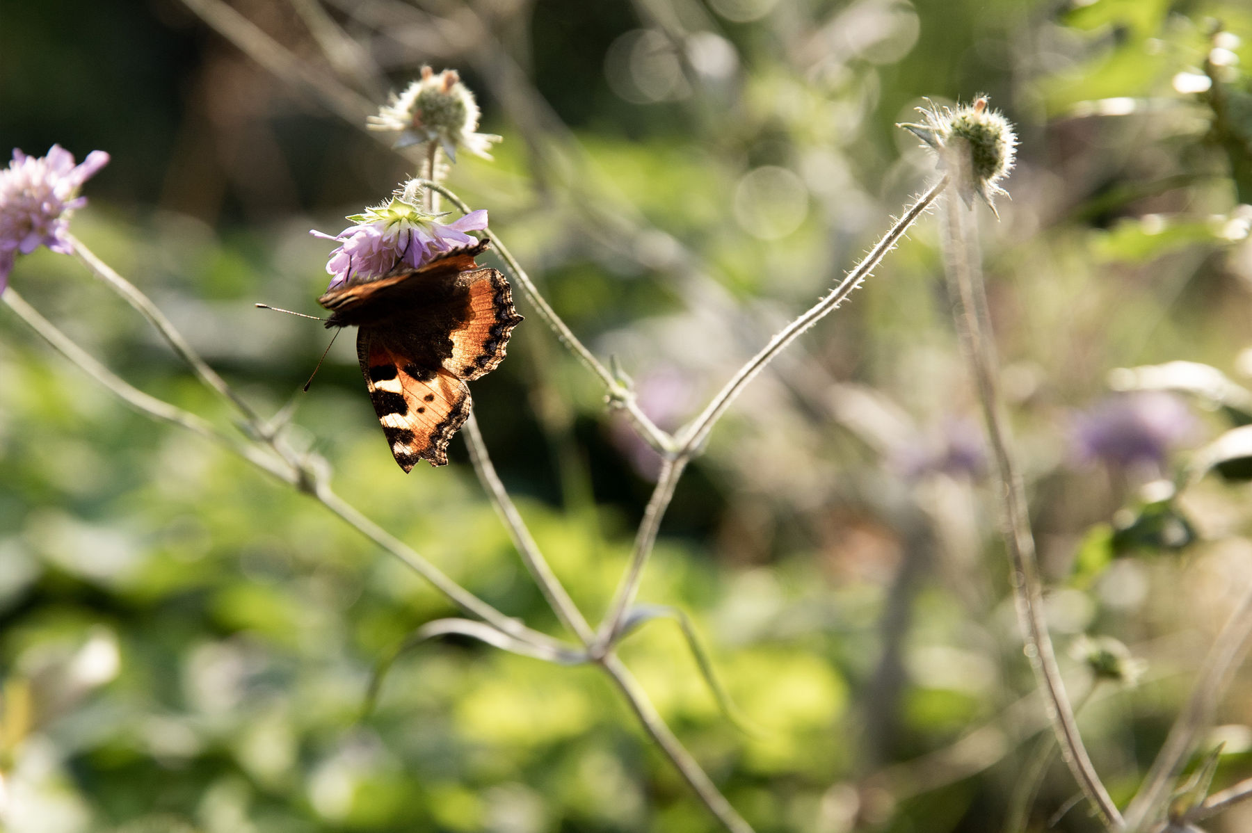 Butterfly sitting on a flower.