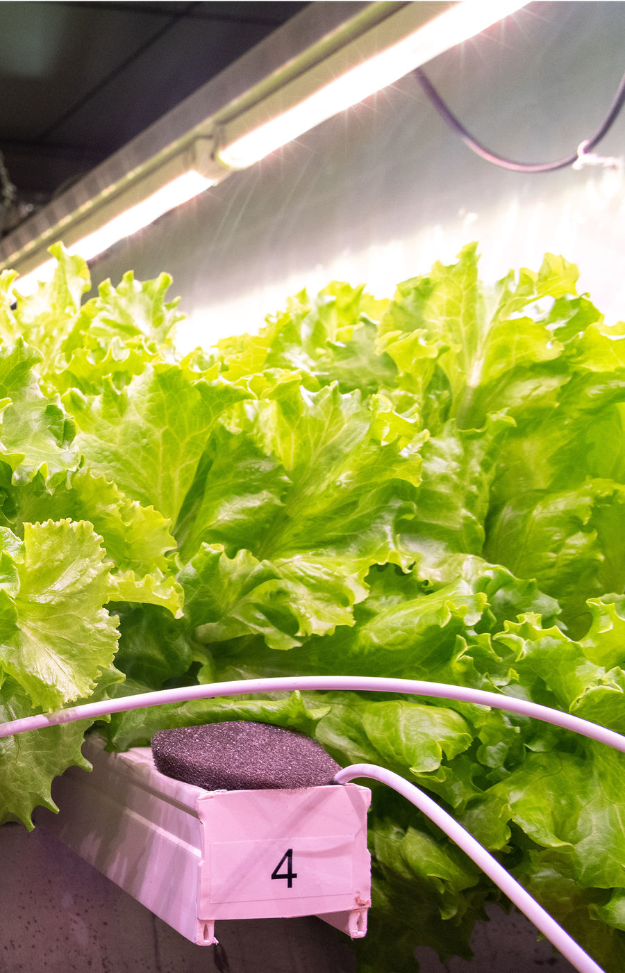 Salad growing in a vertical farming greenhouse.