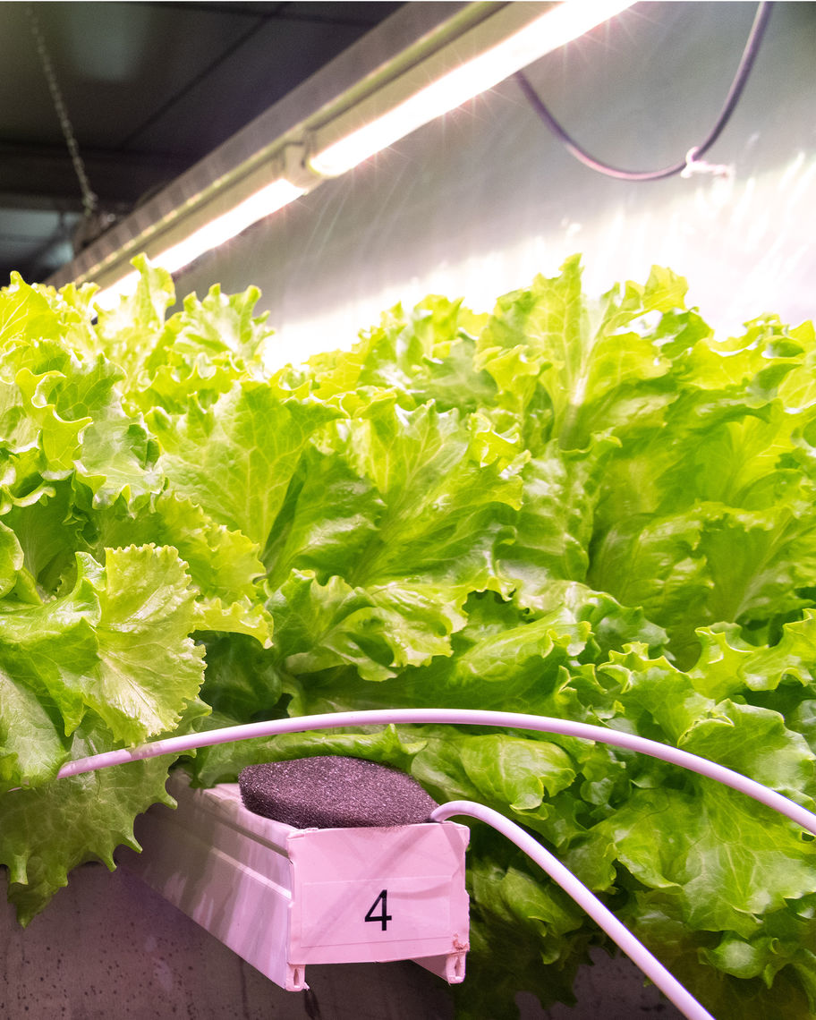 Salad growing in a vertical farming greenhouse.