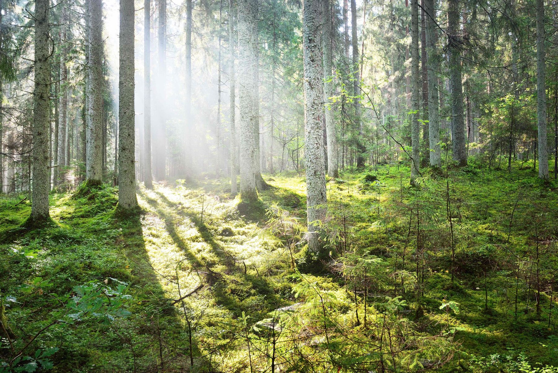 finnish forest