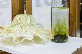Seaweed hat and seaweed sample in the Unlikely materials exhibition.